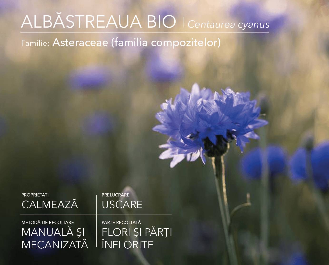 Cornflower