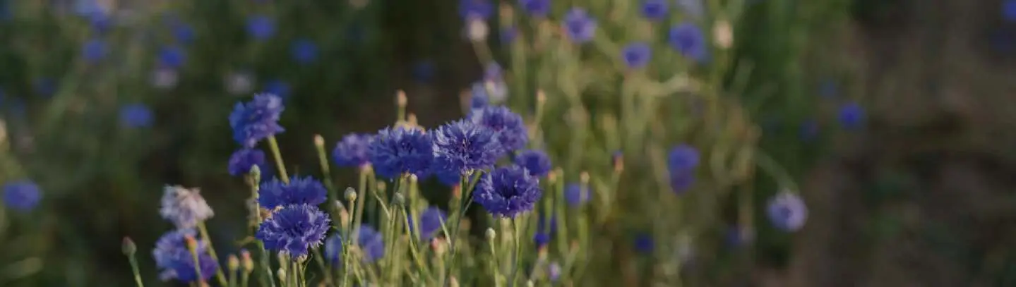 câmpuri de albăstrea