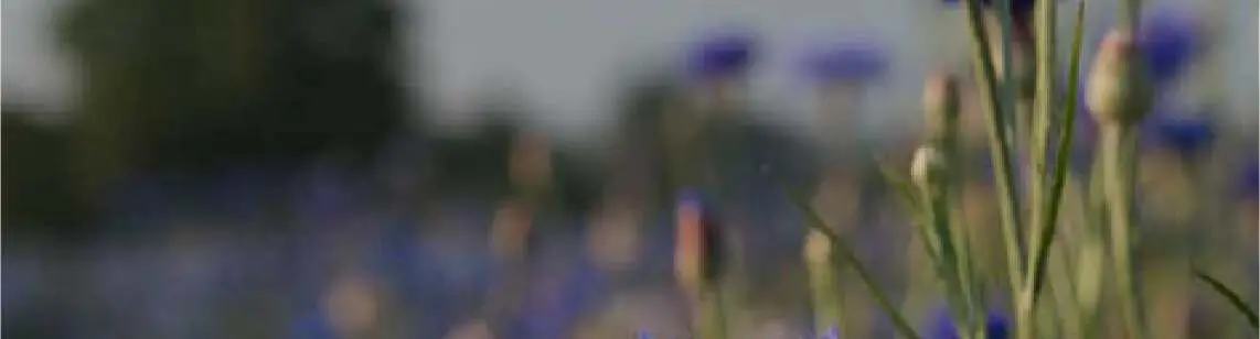 câmp de albăstreațe încețoșate