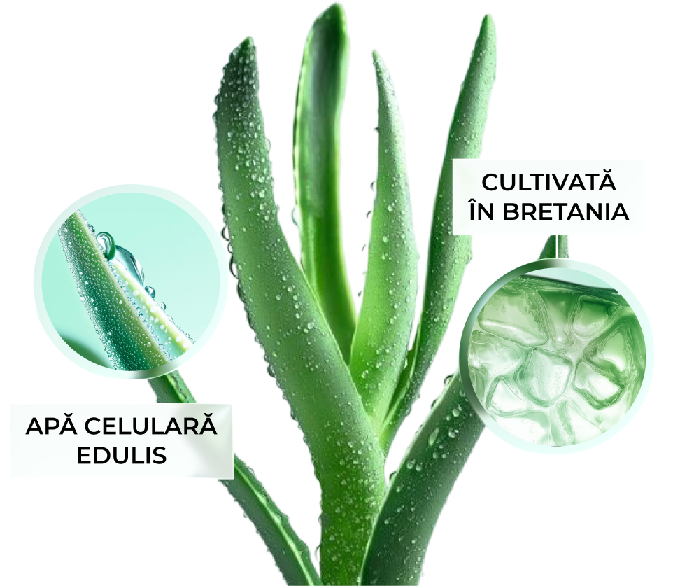 Eau cellulaire d'edulis, cultivée en Bretagne